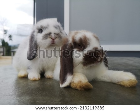 cute holland lop bunny photo