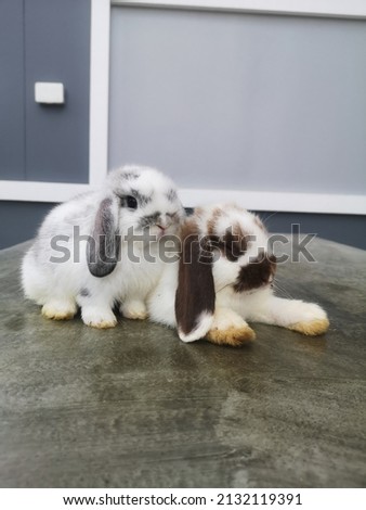 cute holland lop bunny photo