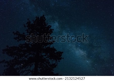 The Milky Way seen with a Tree Silhouetted in the Foreground