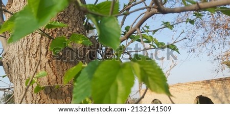 Mulberry Newly Sprouts Shoots in spring season