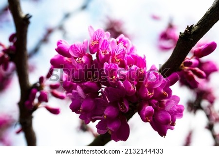 European Cercis, or Judas tree, or European scarlet. Close-up of pink flowers of Cercis siliquastrum. Cercis is a tree or shrub, a species of the genus Cercis of the legume family or Fabaceae. Royalty-Free Stock Photo #2132144433