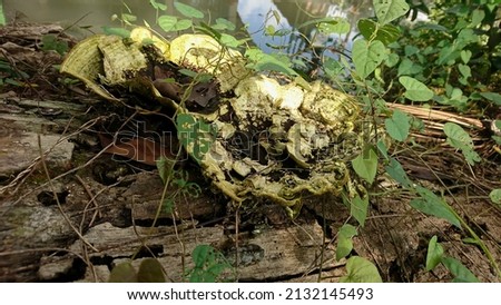 Detail of fungus growing on damaged tree bark