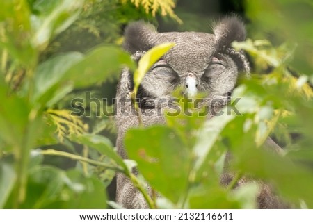 Verreaux's eagle-owl, or milky eagle-owl (Bubo lacteus). Cute sleeping owl portrait. 