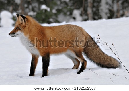 Red fox close-up profile view looking to the left side  in the winter season in its environment and habitat with blur background displaying bushy fox tail, fur. Fox Image.