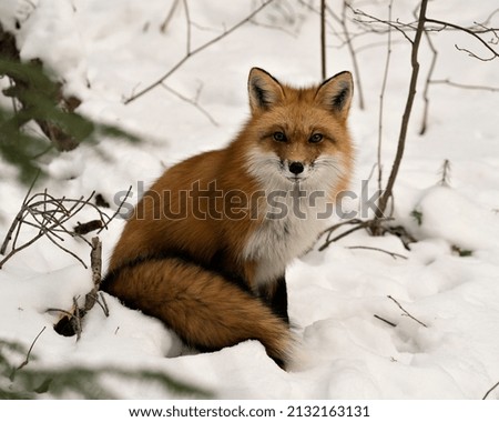 Red fox close-up profile view sitting on snow displaying bushy fox tail, fur in the winter season in its environment and habitat with snow background.  Fox Image. Picture. Portrait. 