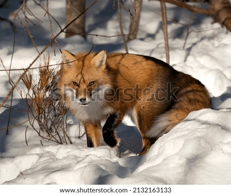 Red fox close-up, foraging in the winter season in its environment and habitat with blur snow background displaying bushy fox tail, fur. Image. Picture. Portrait. 