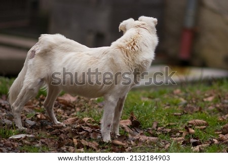 Abused skinny underfed blind dog with injury posing on the yard Royalty-Free Stock Photo #2132184903
