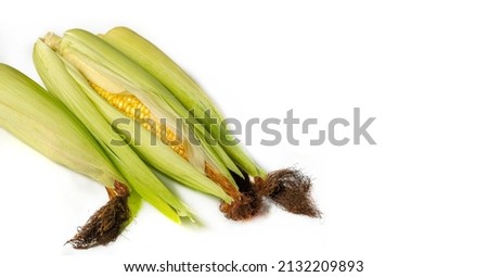 corn, maize a North American cereal plant that produces large grains or kernels planted in rows on the ears. Its many varieties produce many products that are highly regarded both for human consumptio