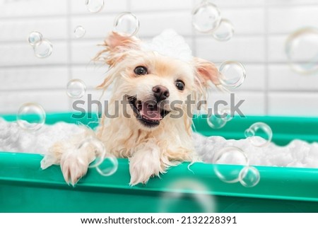 Pomeranian spitz is showering with shampoo in dog bath Royalty-Free Stock Photo #2132228391