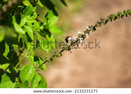 Insect pollinating flowers in nature.