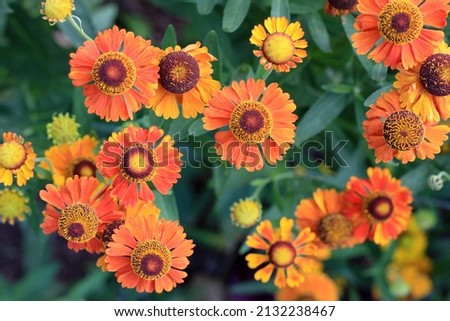 Beautiful orange flowers close up