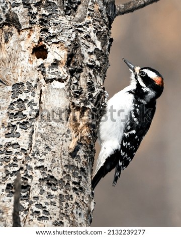 Woodpecker close-up profile view climbing tree trunk and displaying feather plumage in its environment and habitat in the forest with a blur background. Image. Picture. Portrait. Photo.