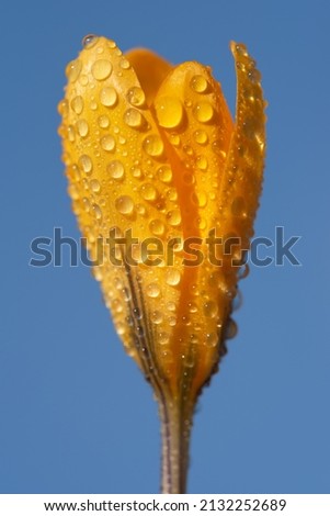 A yellow flowering crocus covered in water droplets in a vertical format against a blue sky Royalty-Free Stock Photo #2132252689