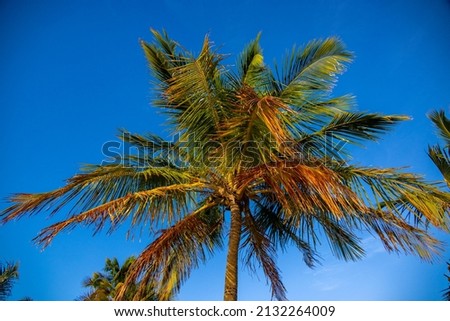 Amazing Palm trees in Florida
