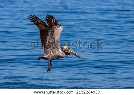 Pelican bird flying above the sea with wings wide open hunting for fish at Manuel Antonio beach in Costa Rica. Royalty-Free Stock Photo #2132264959