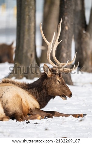 Northern Michigan elk in winter.