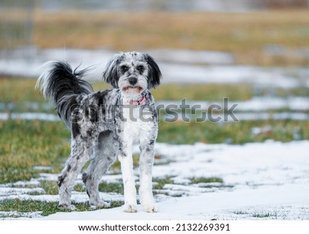 Blue merle aussiedoodle outside during winter. Royalty-Free Stock Photo #2132269391
