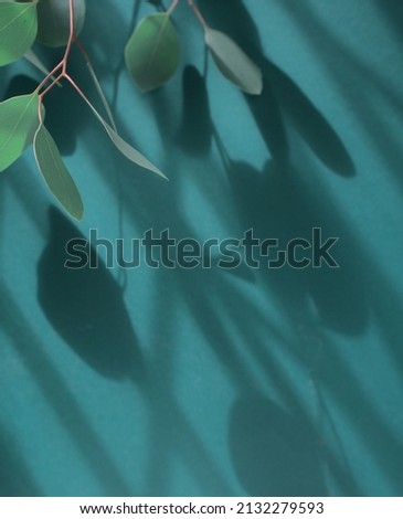 Botanic green leaf eucalyptus stem falling against neutral teal green color with diagonal drop shadow overlay abstract texture background. Selective focus. Royalty-Free Stock Photo #2132279593