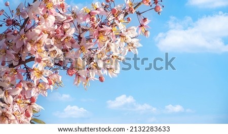 pink flower and blue sky background, copy space
