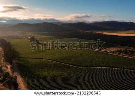 Aerial view of a vineyard with a blue sky and clouds on the horizon