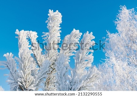 Pine branch is covered with hoarfrost after a snowfall against a blue sky. Winter frosty forest background. Pure snow on the trees.