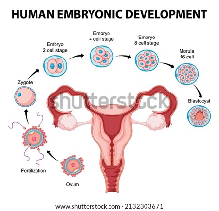 Human embryonic development in human infographic illustration