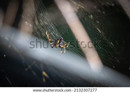 orb web spider repairing the net after a storm