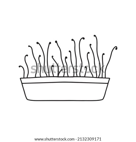  Pot of microgreens. Microgreens peas, radish, onion, arugula. sunflower, beets and others. Vector illustration isolated on white background. Doodle style.