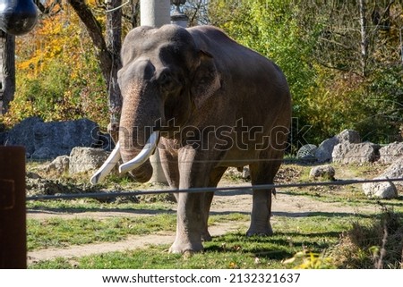 A closeup shot of an elephant in a zoo park
