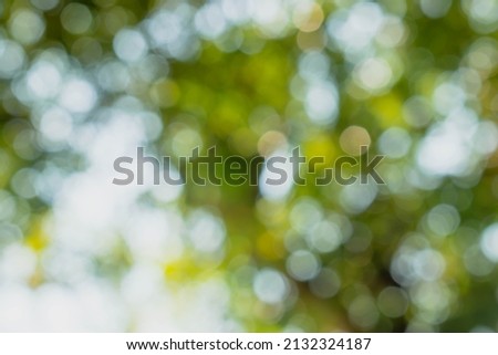 Sunny abstract green nature background, Green light bokeh nature background. Abstract blurred nature background with bokeh for creative designs.