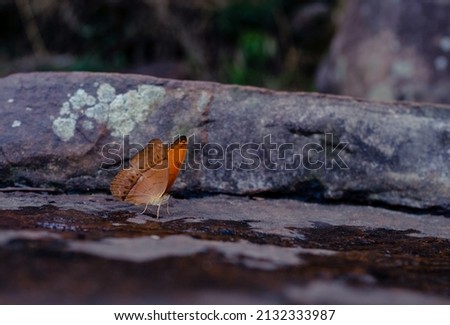 Butterfly on a rock in Khao Yai National Park, a World Heritage Site
