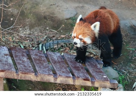 Cute red panda walking mofumofu