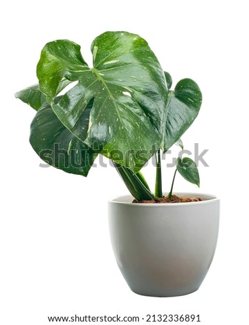 Variegated Monstera plant in white pot, Monstera Thai Constellation, isolated on white background, with clipping path  Royalty-Free Stock Photo #2132336891