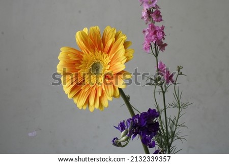 Beautiful gerbera flower combination background. Seasonal greetings and greetings cards. Love  and peace message greeting cards. Beautiful wall mounting picture.