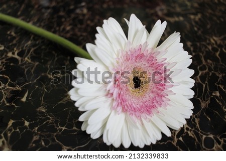 Beautiful gerbera flower combination background. Seasonal greetings and greetings cards. Love  and peace message greeting cards. Beautiful wall mounting picture.