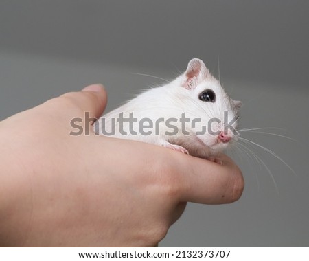 Hand holding a white gerbil