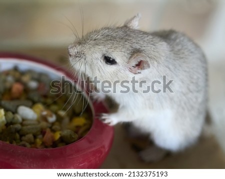 Grey female gerbil eating nuts