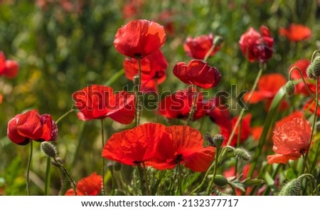 Red poppy flowers in the field in May