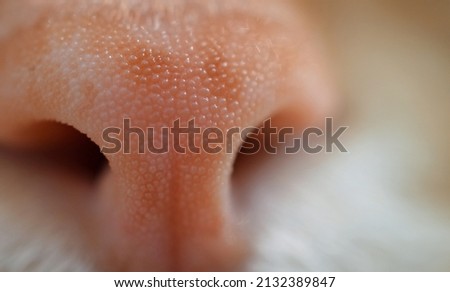 A nose of a red cat