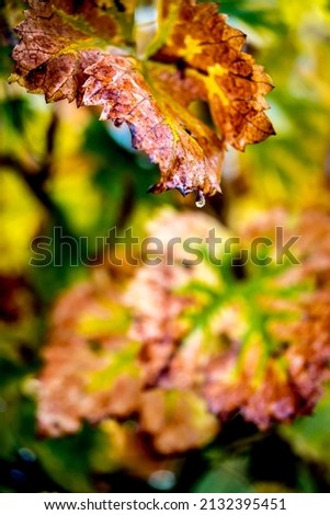 Leaves are turning yellow and brown due to the change of season from summer to autumn, fallen leaves in the vineyard, orange and yellow landscape outdoor. Rural environment with vines.