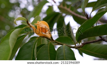 Flower bud of Magnolia champaca or Michelia champaca, known in English as champak It is known for its fragrant flowers, and its timber used in woodworking.