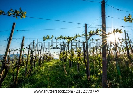 Beautiful landscape of hills with vineyards, green rural environment in the countryside of Italy. Valdobbiadene Prosecco area, vines emotional pictures, with rural farm houses.