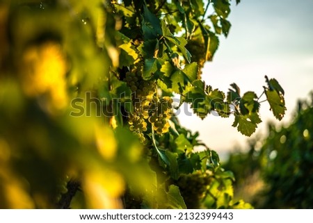 Close up on vines leaves, hills with vineyards, green rural environment in the countryside of Italy. Valdobbiadene Prosecco area, vines emotional pictures Royalty-Free Stock Photo #2132399443