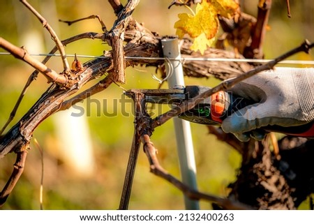 Beautiful detail of vines in hills with vineyards, green rural environment in the countryside of Italy. Prosecco area, vines emotional pictures in winter season