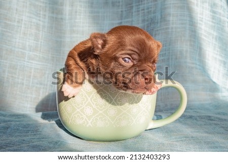 A fat chihuahua puppy sitting in a teacup on a blue background