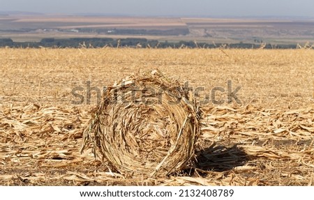 Harvesting. Round bales made from corn stalks. Agriculture in the steppe.