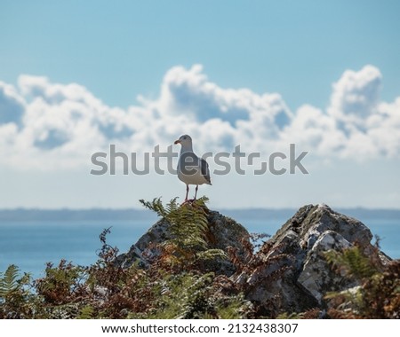 A shallow focus shot of a gull standing on a rock against blue cloudy sky in bright sunlight