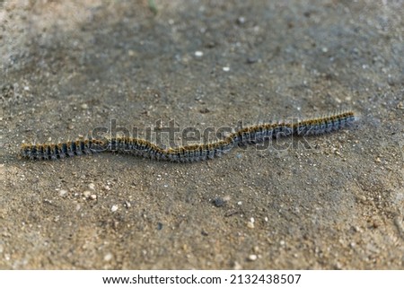 pine processionary caterpillar (Thaumetopoea pityocampa) nesting in a pine grove Royalty-Free Stock Photo #2132438507