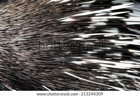 close up picture of a porcupine spine