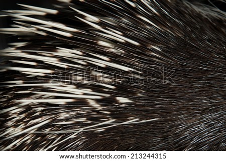 close up picture of a porcupine spine